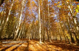 زیبایی مسحور کننده پاییز در باغبادران