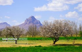 شکفتن شکوفه های بهاری در روستاهای لنجان