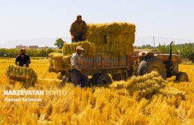 جمع آوری پوشال برنج از شالیزارهای لنجان