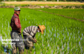 برنجکاری سنتی؛ آیینه‌ای تمام نما از فرهنگ کهن لنجان