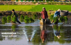 فصل برنج کاری /تولکی در خطه طلایی ایران