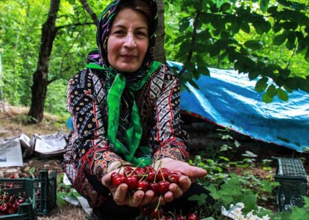 برداشت بیش از ۹۰ تن گیلاس و آلبالو از باغات شهرستان لنجان