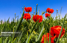 دشت شقایق‌های وحشی در روستای کچوئیه