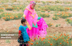 جشن دشت شقایق و بزرگداشت روستای کچوئیه