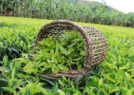 آخرین خبر از پرداخت مطالبات چایکاران