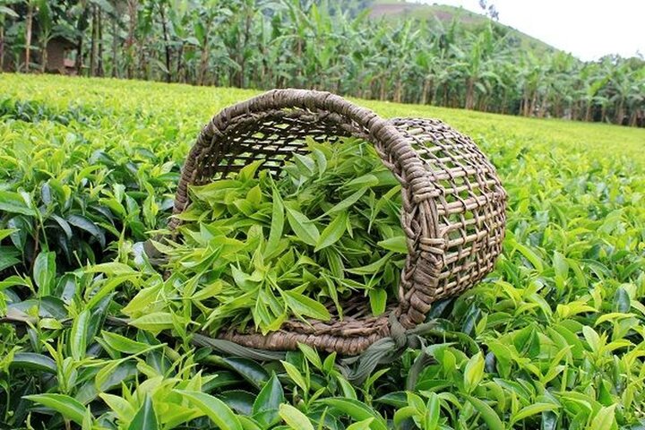 آخرین خبر از پرداخت مطالبات چایکاران